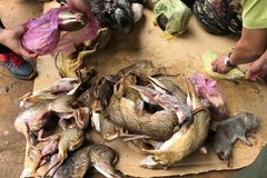 Phát hiện 3 tủ chất kín xác động vật bên trong ở Lâm Đồng