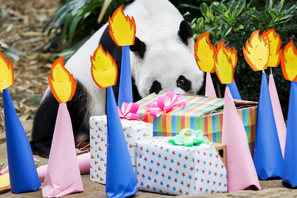 Singapore tổ chức sinh nhật đầy bất ngờ cho 'nhà ngoại giao' gấu trúc