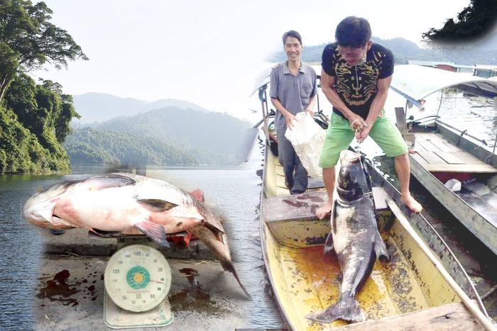 Ngư dân bắt 'thủy quái' siêu to khổng lồ ở hồ Tuyên Quang