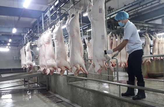 Huyện Trảng Bom tăng cường khai báo chăn nuôi, chặn nguy cơ dịch bệnh trên đàn gia súc