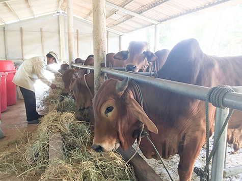 Huyện Gio Linh kiểm soát chặt chẽ việc giết mổ gia súc nhằm phòng ngừa dịch bệnh
