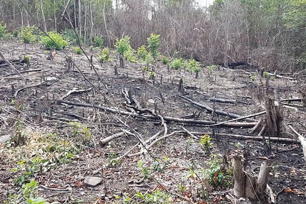 Phú Yên khởi tố vụ án hình sự hủy hoại rừng làm rẫy
