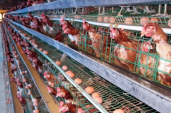 Hà Nội: Tổ chức lấy mẫu giám sát sau tiêm phòng đợt 2 năm 2021 để đánh giá hiệu quả