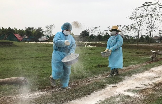 Tiêu hủy hơn 5.000 con vịt mắc cúm A/H5N6 tại huyện Krông Ana