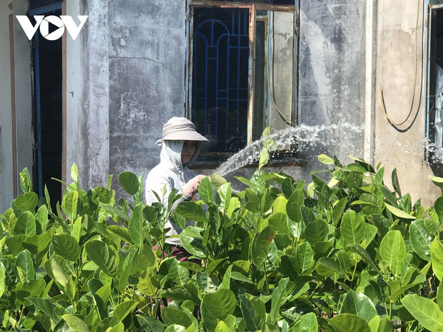 'Vương quốc hoa kiểng' thất thu do dịch Covid-19