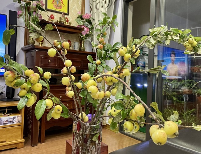 Thay cắm hoa tươi, táo mèo cả cành được ưa chuộng bất ngờ
