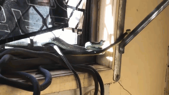 Cảnh tượng "ác mộng" cả bầy rắn độc tụ tập trong phòng giặt