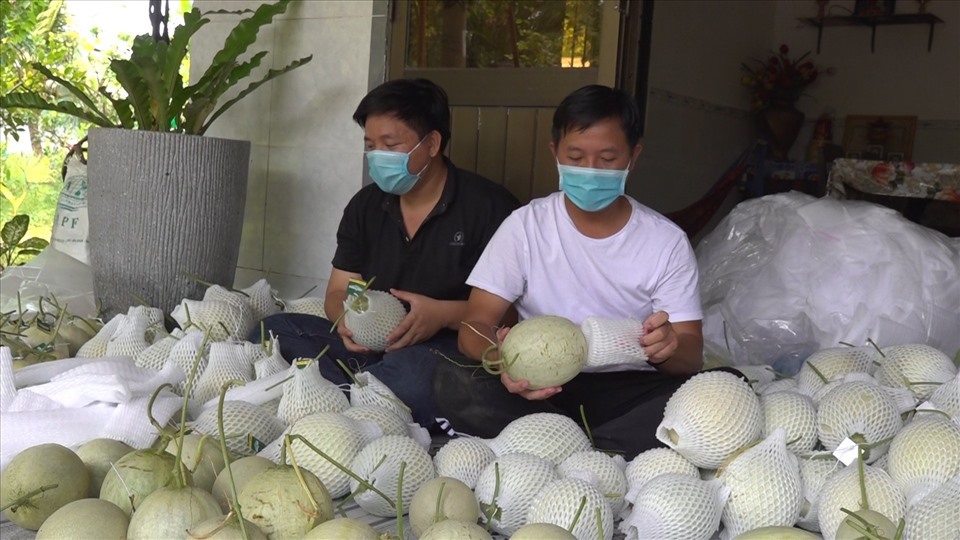Thương lái không thể thu mua tại vườn, dưa lưới Mỹ rớt giá 50%