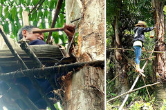 ‘Sky wine’ pouring from tree trunks in central Vietnam