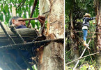 Đặc sản 'rượu trời' chảy ra từ thân cây ở Quảng Nam