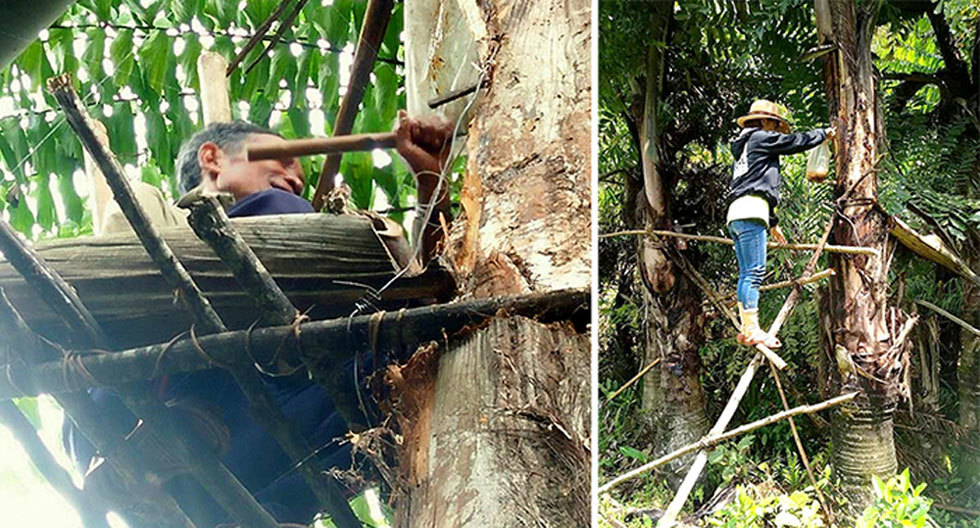 ‘Sky wine’ pouring from tree trunks in central Vietnam