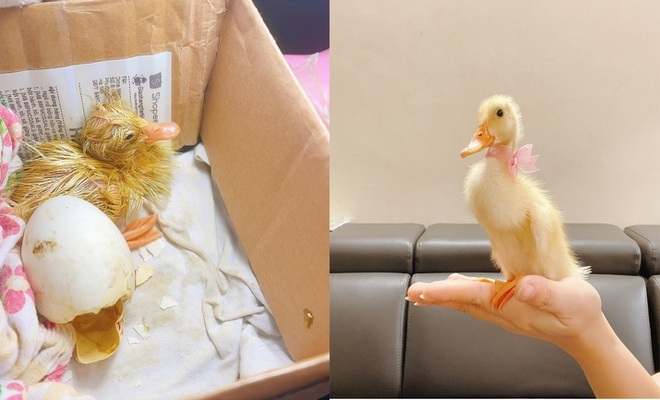 Children keep ducklings as pets during social distancing