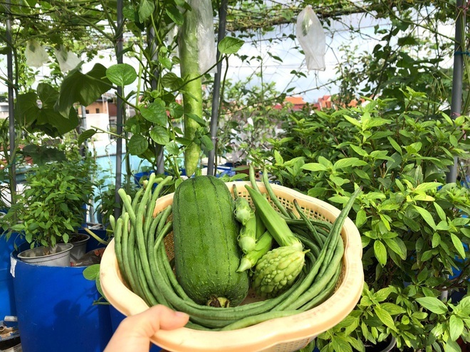 Vườn rau trái 'đỉnh cao' trên sân thượng ở Đồng Nai