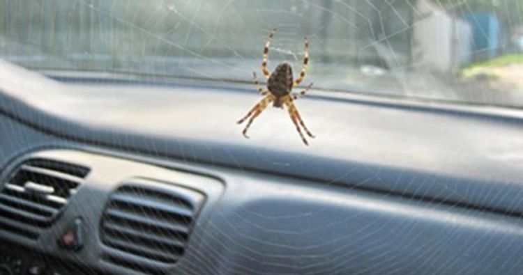 Nữ tài xế Hyundai Elantra gặp tai nạn chỉ vì một con nhện