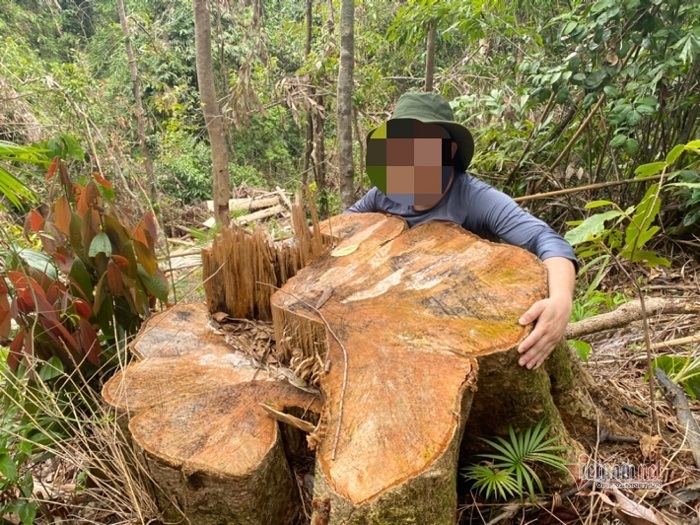 Rừng phòng hộ A Lưới bị 'xẻ thịt': Hơn 50 m3 gỗ đã bị lâm tặc lấy đi