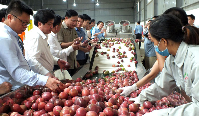Vietnam aims to become world’s farm produce granary