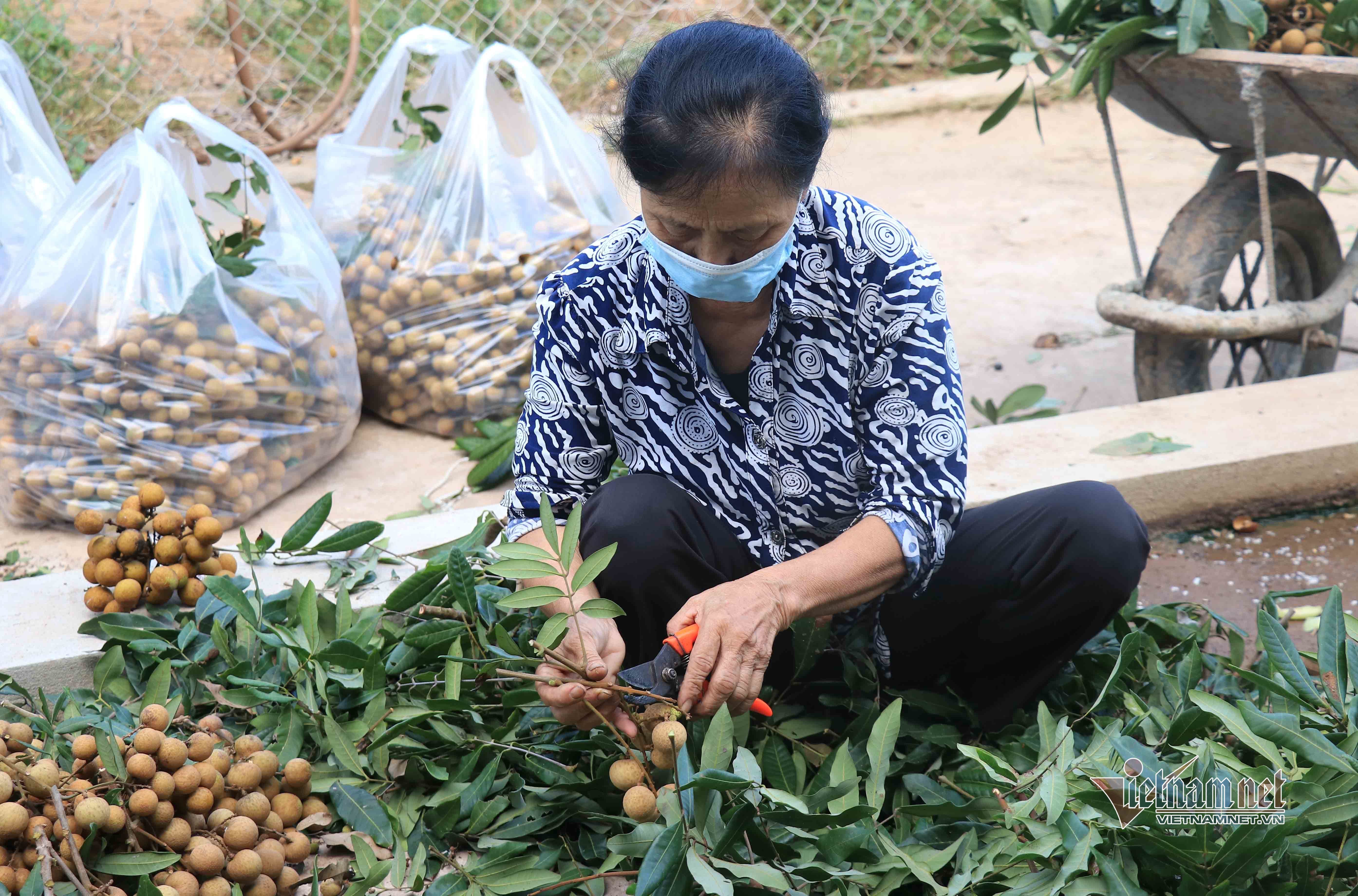 Chưa bao giờ buồn như năm nay: Nhãn Hưng Yên mất mùa, giá rẻ hơn rau