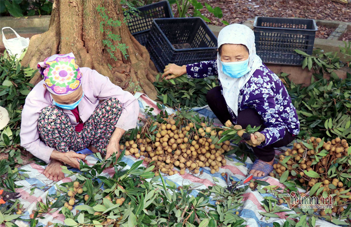 Chưa bao giờ buồn như năm nay: Nhãn Hưng Yên mất mùa, giá rẻ hơn rau