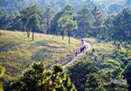 Falling in love with the wild beauty of “Phoenix” Hill in Quang Ninh