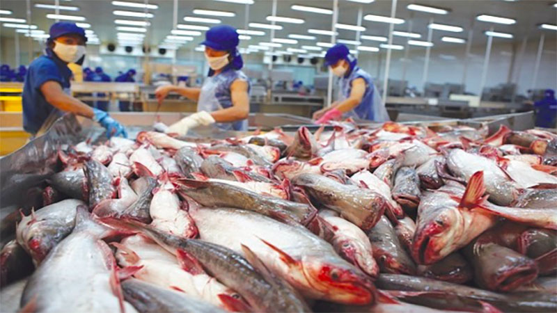 Pangasius revived, made a breakthrough in the US and Chinese markets