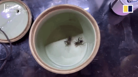 Bỏ hơn 30 triệu săn dế chọi, thú chơi tốn kém 'gây nghiện' ở Trung Quốc