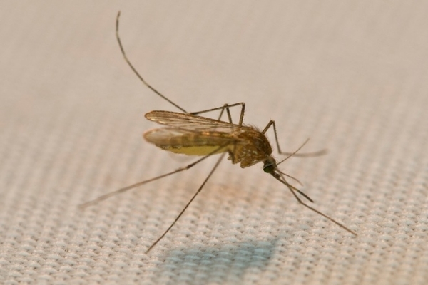 6 cách xua đuổi muỗi hoàn toàn tự nhiên đem lại hiệu quả lâu dài