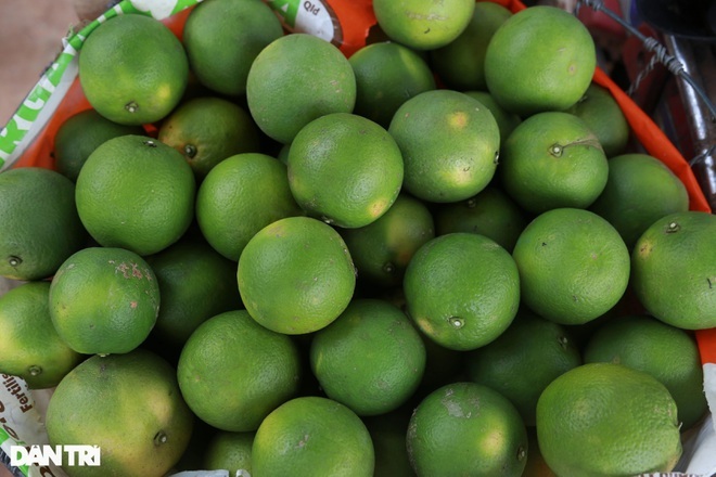 Nông dân khốn khổ tìm đầu ra cho hàng trăm tấn cam đặc sản