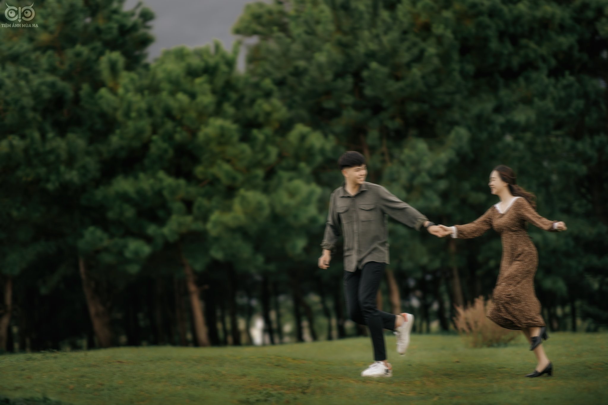 Rừng thông bonsai có 'một không hai' ở Gia Lai hút khách không kém Đà Lạt