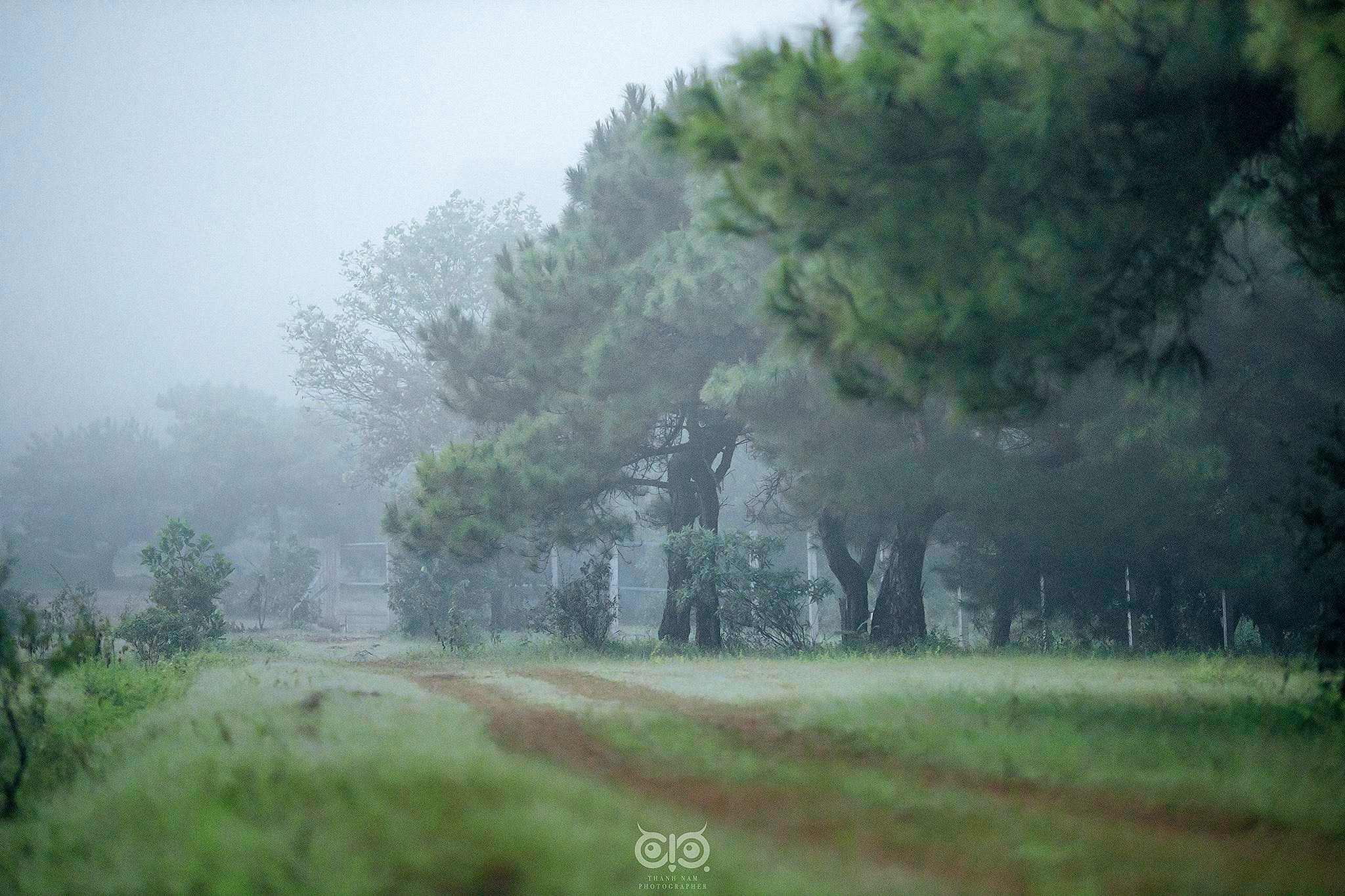 Rừng thông bonsai có 'một không hai' ở Gia Lai hút khách không kém Đà Lạt