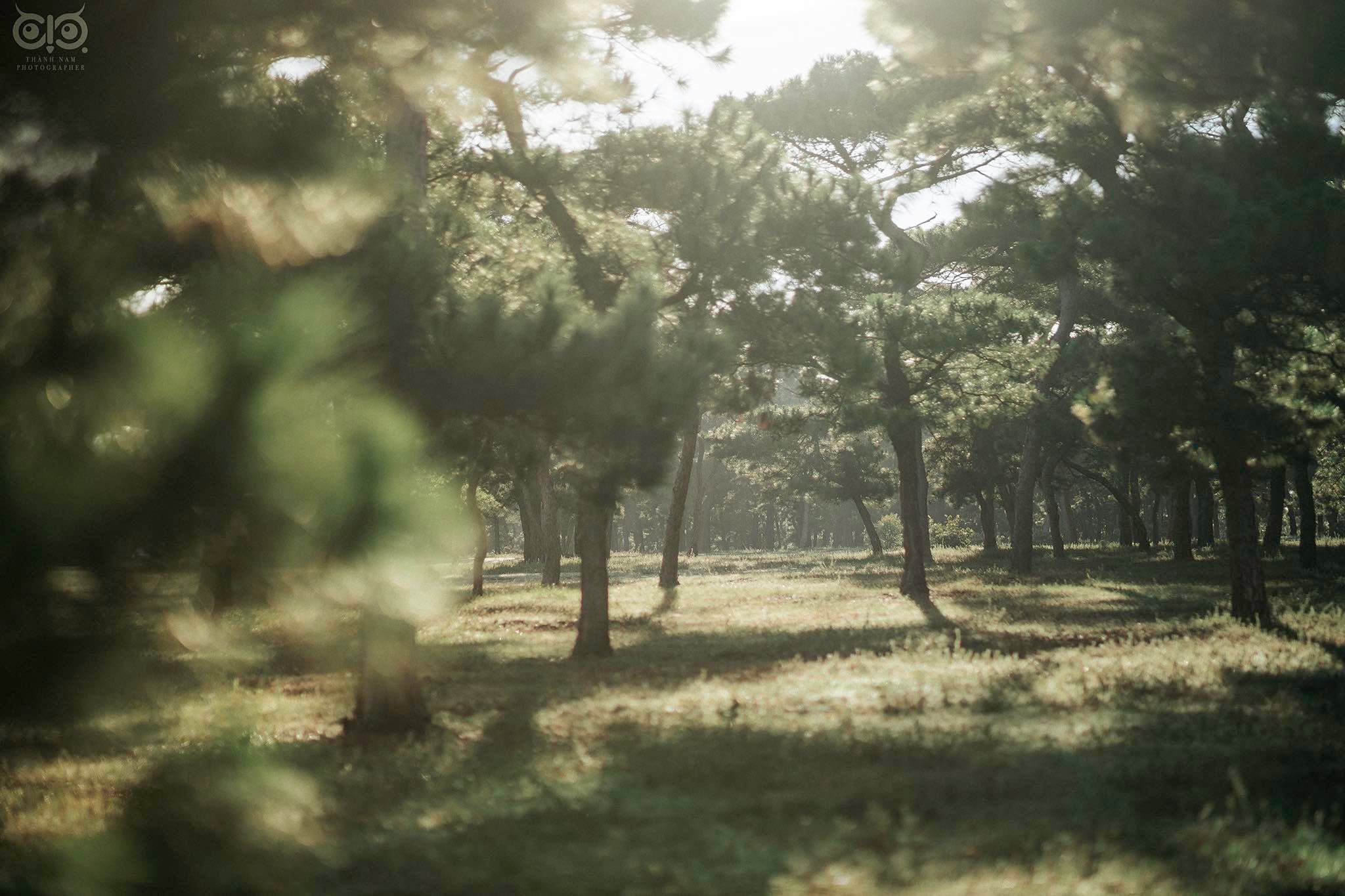 Rừng thông bonsai có 'một không hai' ở Gia Lai hút khách không kém Đà Lạt