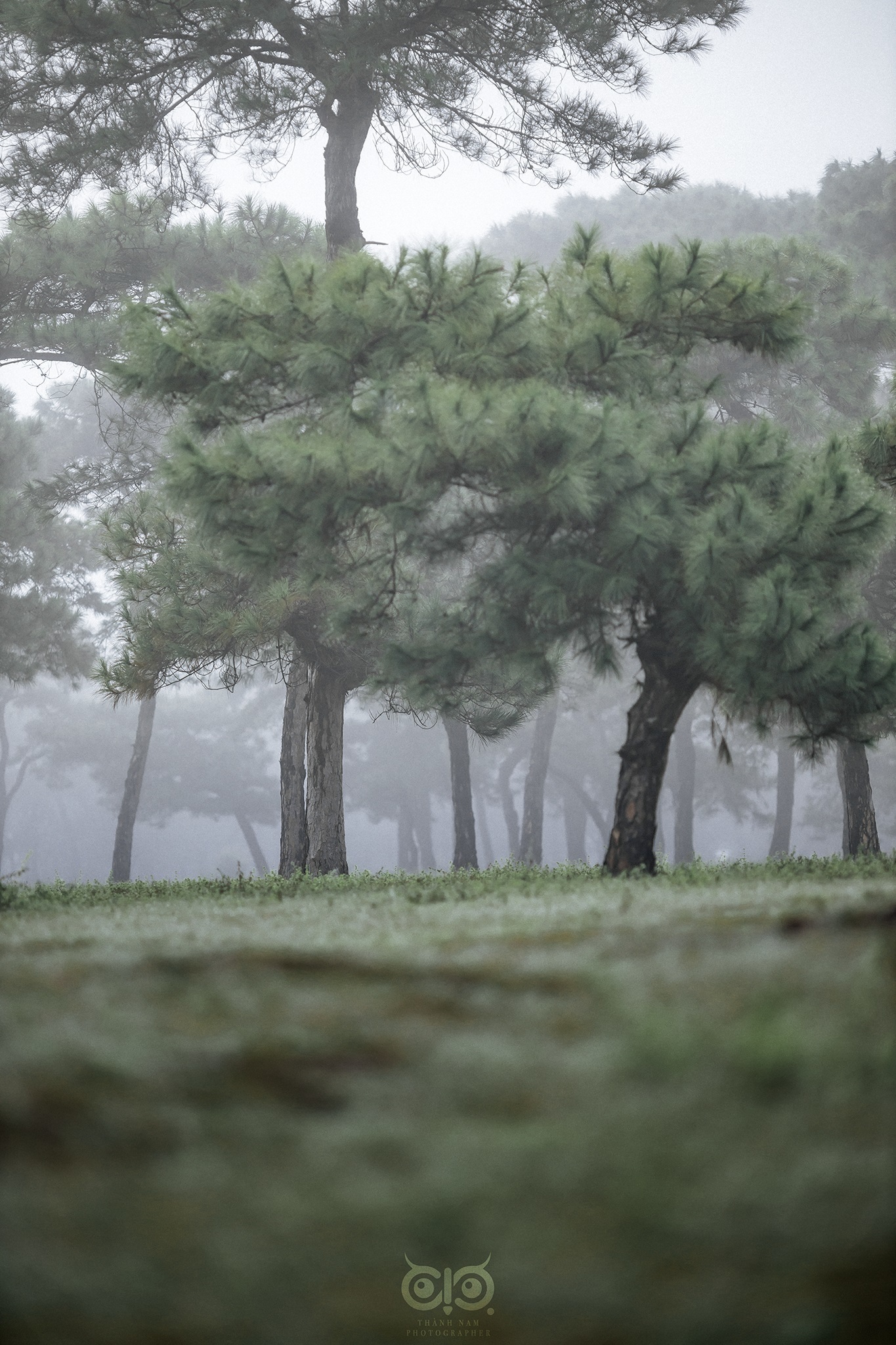 Rừng thông bonsai có 'một không hai' ở Gia Lai hút khách không kém Đà Lạt