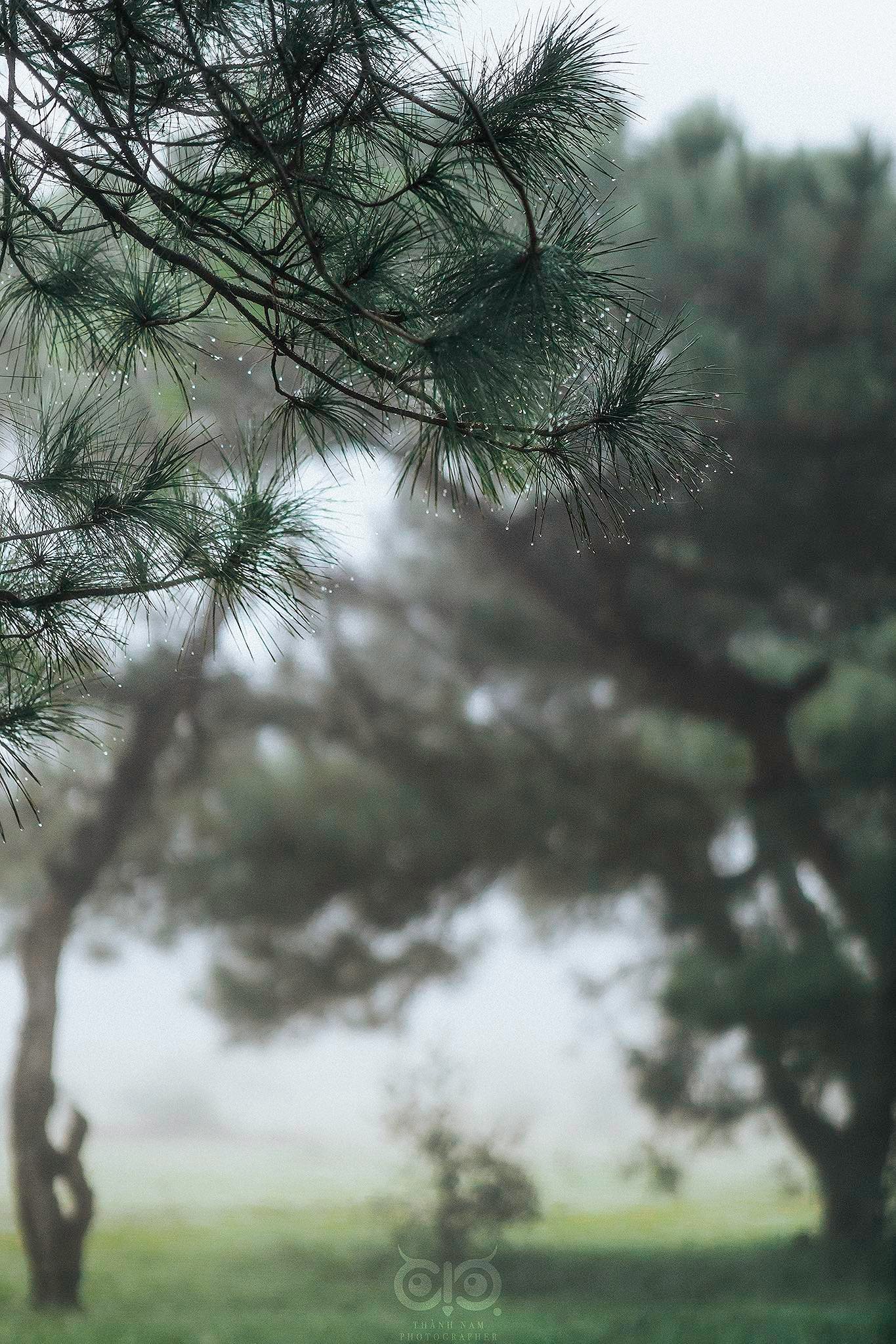 Rừng thông bonsai có 'một không hai' ở Gia Lai hút khách không kém Đà Lạt