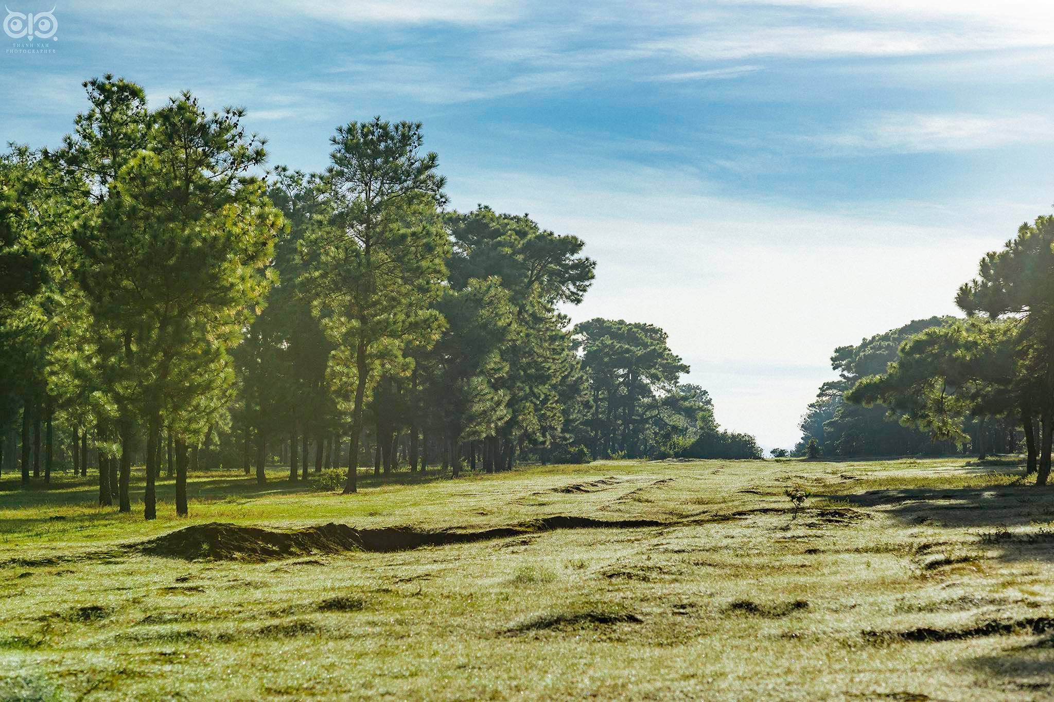 Rừng thông bonsai có 'một không hai' ở Gia Lai hút khách không kém Đà Lạt