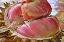 Loại sầu riêng cầu vồng quý hiếm 'có một không hai'