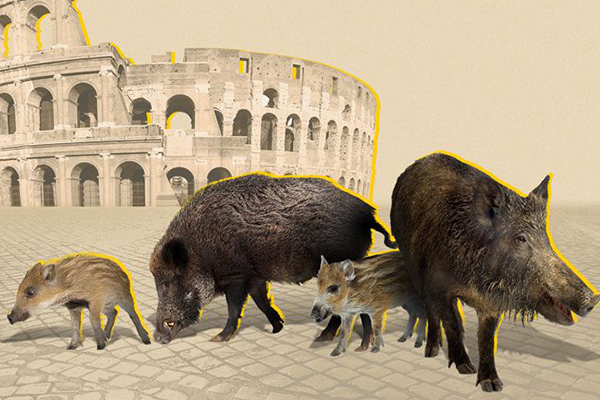 Lợn rừng tràn vào thủ đô Rome của Ý, tấn công người cướp thức ăn