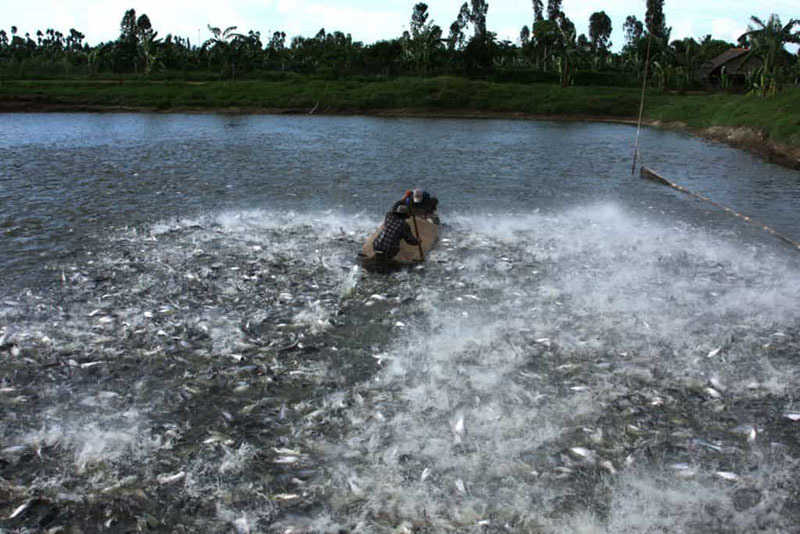 Multi-billion catfish industry needs help as prices drop