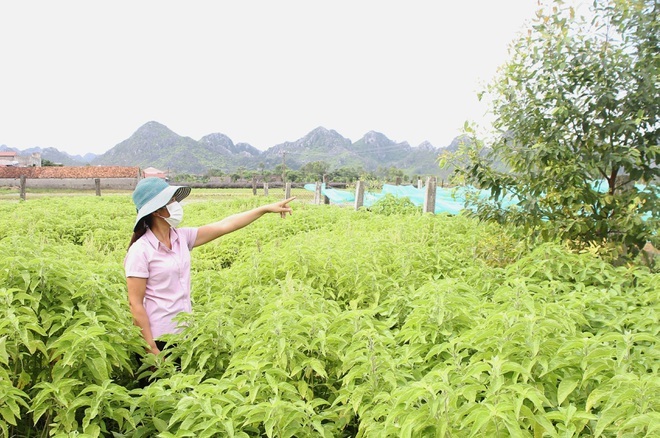 Quảng Trị Nhân rộng mô hình trồng cây dược liệu an xoa  Ảnh thời sự trong  nước  Kinh tế  Thông tấn xã Việt Nam TTXVN