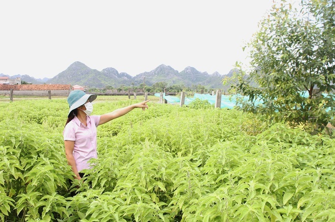 'Bén duyên' trồng dược liệu chưng cất tinh dầu, U40 thu tiền tỷ mỗi năm
