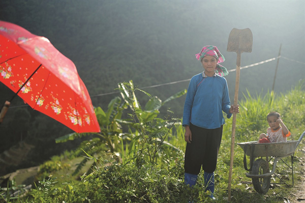 A glimpse of Ha Giang during golden rice season