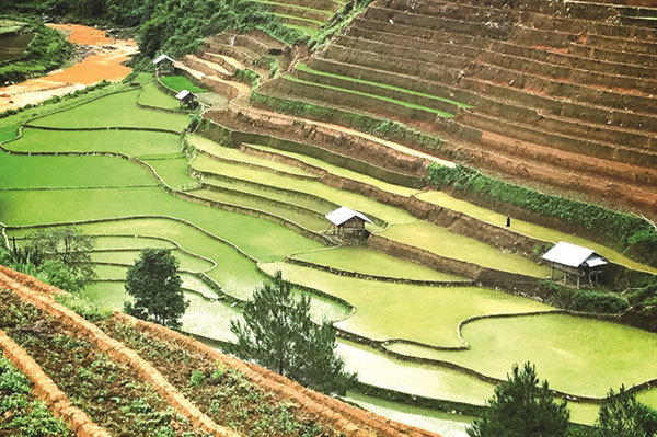 A glimpse of Ha Giang during golden rice season