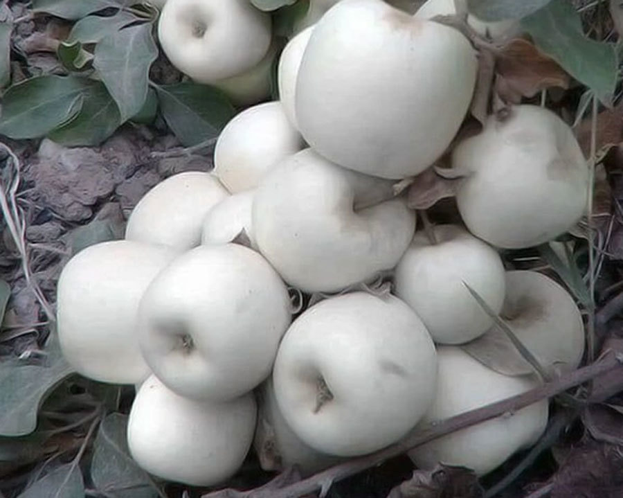 Loại táo 'ma' có vỏ và ruột màu trắng muốt