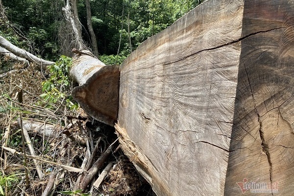 Vụ phá rừng phòng hộ A Lưới: Chủ rừng bị Sở NN&PTNT nhắc nhở