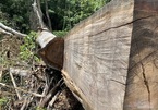 Rừng phòng hộ A Lưới bị phá tan hoang: Đủ căn cứ sẽ khởi tố