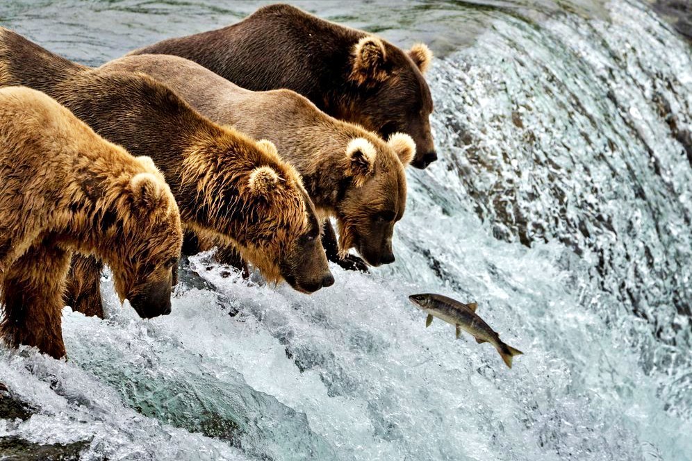 Cuộc thi tìm kiếm 'đệ nhất' gấu béo nặng cả tấn ở Alaska