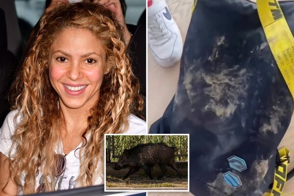 Shakira và con trai bị lợn rừng tấn công ở Tây Ban Nha