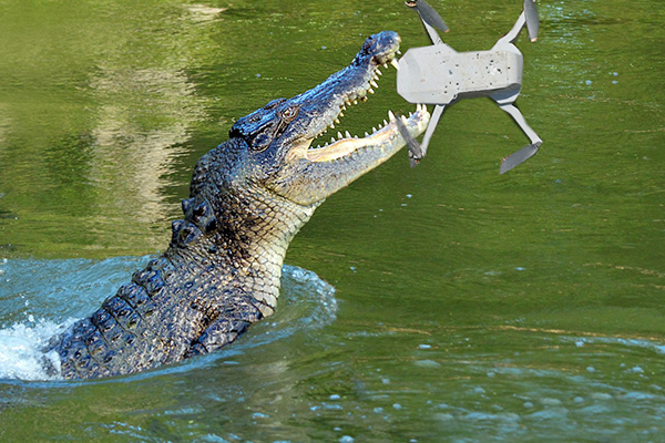 Cá sấu trong công viên Úc 'nghiền nát' máy quay khi bị ghi hình