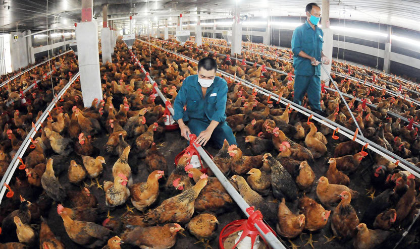 Chuyển hướng chăn nuôi an toàn sinh học để phòng chống cúm gia cầm hiệu quả