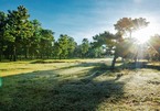 The 'unique' bonsai pine forest in Gia Lai