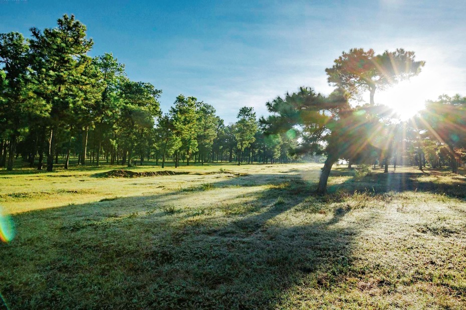The 'unique' bonsai pine forest in Gia Lai