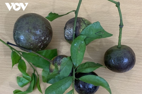 17 học sinh nhập viện, có 1 trẻ tử vong sau khi ăn quả hồng châu